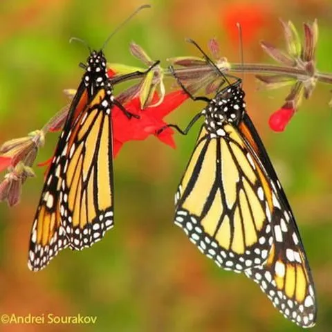 thumbnail for publication: Monarch Butterfly, Danaus plexippus Linnaeus (Lepidoptera: Nymphalidae: Danainae)